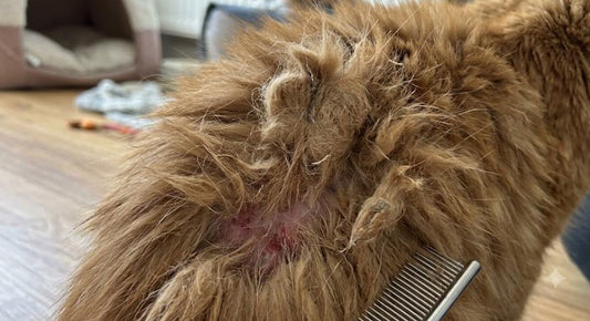 The Danger of Knots: How Matted Fur Affects Your Dog’s Skin Health