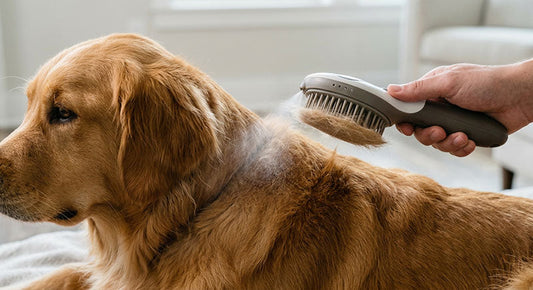 The Ultimate Guide to Surviving the Pet "Shedding Season" Without Losing Your Sanity