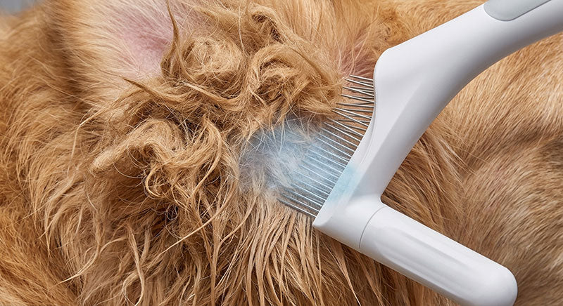 The Danger of Knots: How Matted Fur Affects Your Dog’s Skin Health
